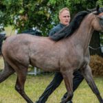 Competitive Market - Man Leading Brown Horse on Grass