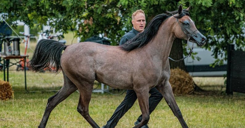 Competitive Market - Man Leading Brown Horse on Grass