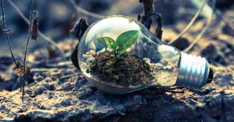 Growth - Clear Light Bulb Planter on Gray Rock